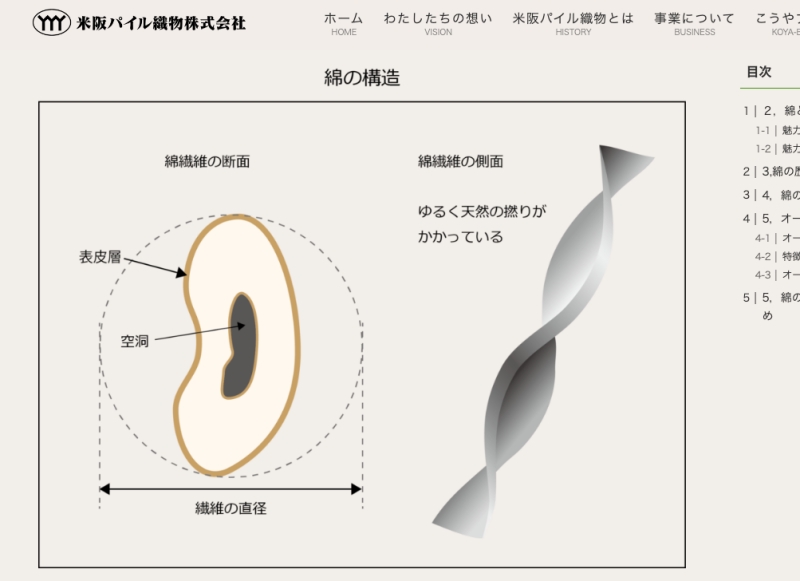 綿の構造